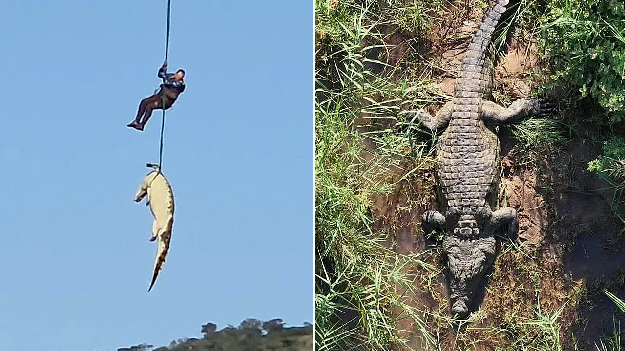 airlift crocodile 2.jpg