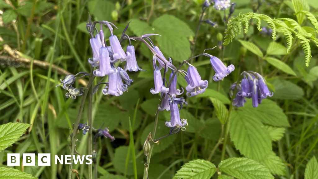 Walkers urged not to trample fragile bluebells 1 dbbe72e0 4a1b 11f1 b55d 0f258dce1735.jpg