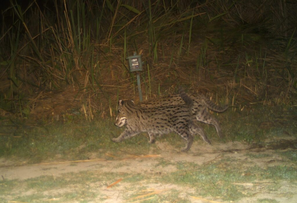 fishing cat with kitten scaled e1777969181679.jpg
