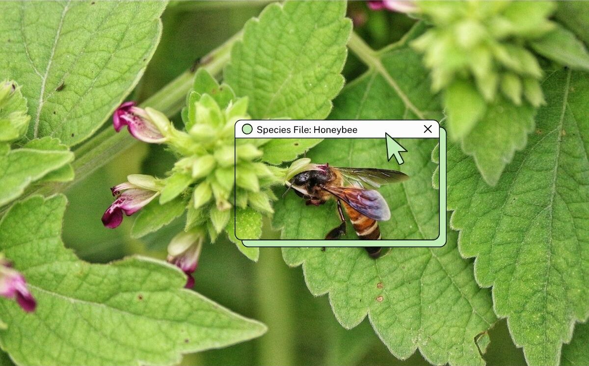 honey bee e1778002849469.jpg