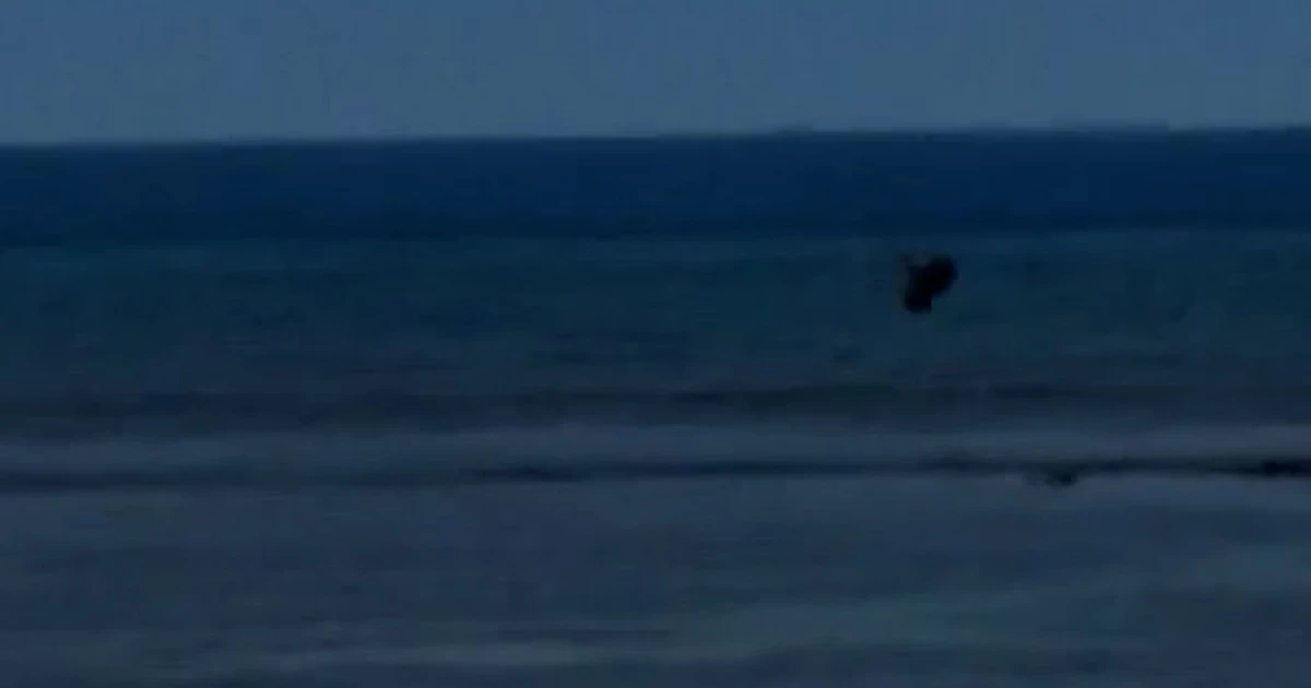 monk seal zttzht.jpg